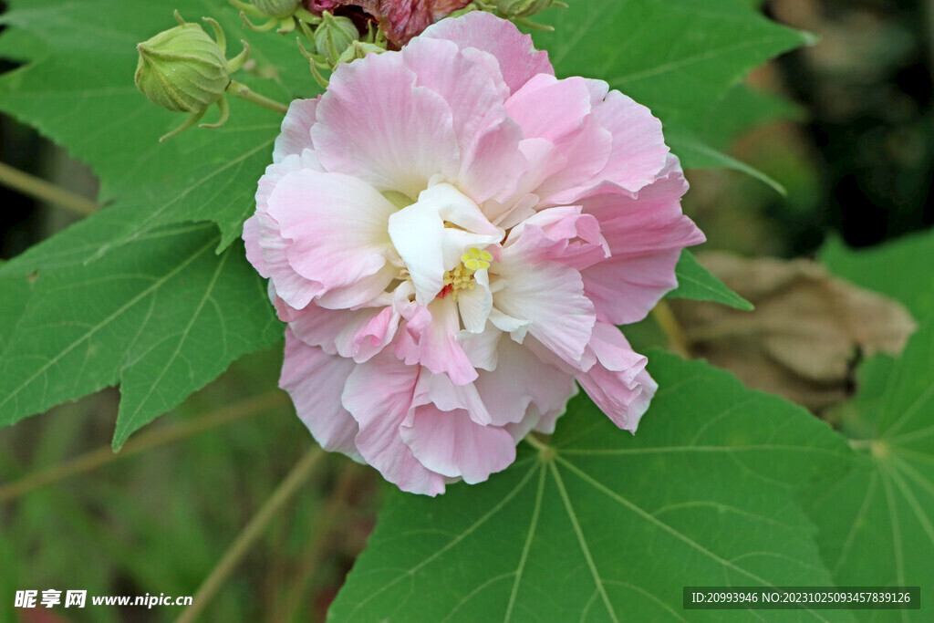 木芙蓉