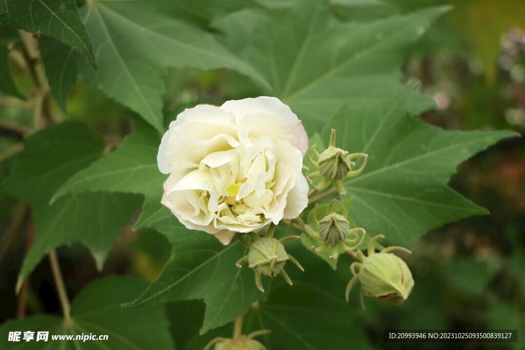 木芙蓉