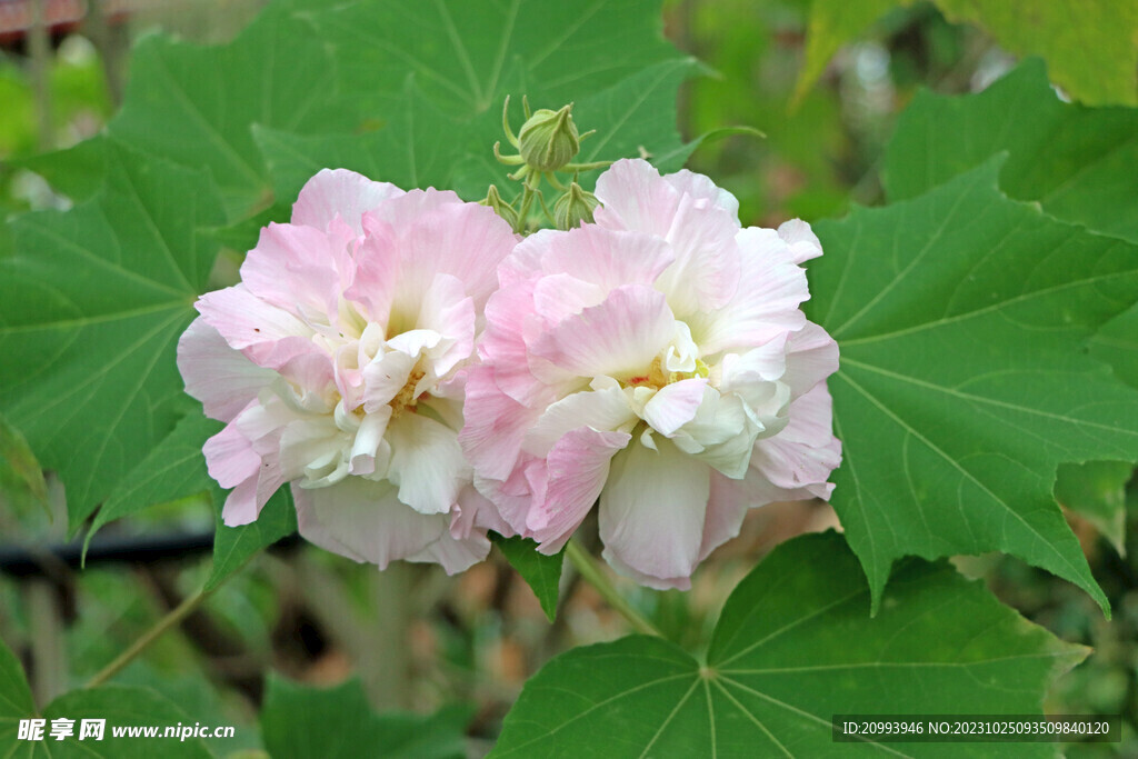 木芙蓉