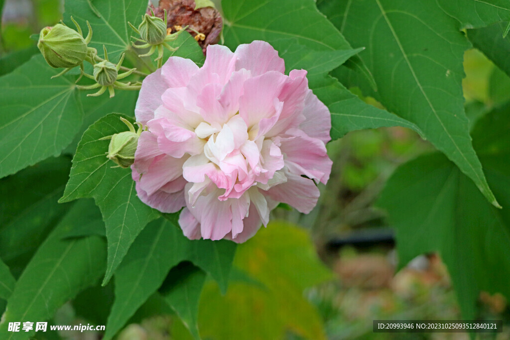 木芙蓉