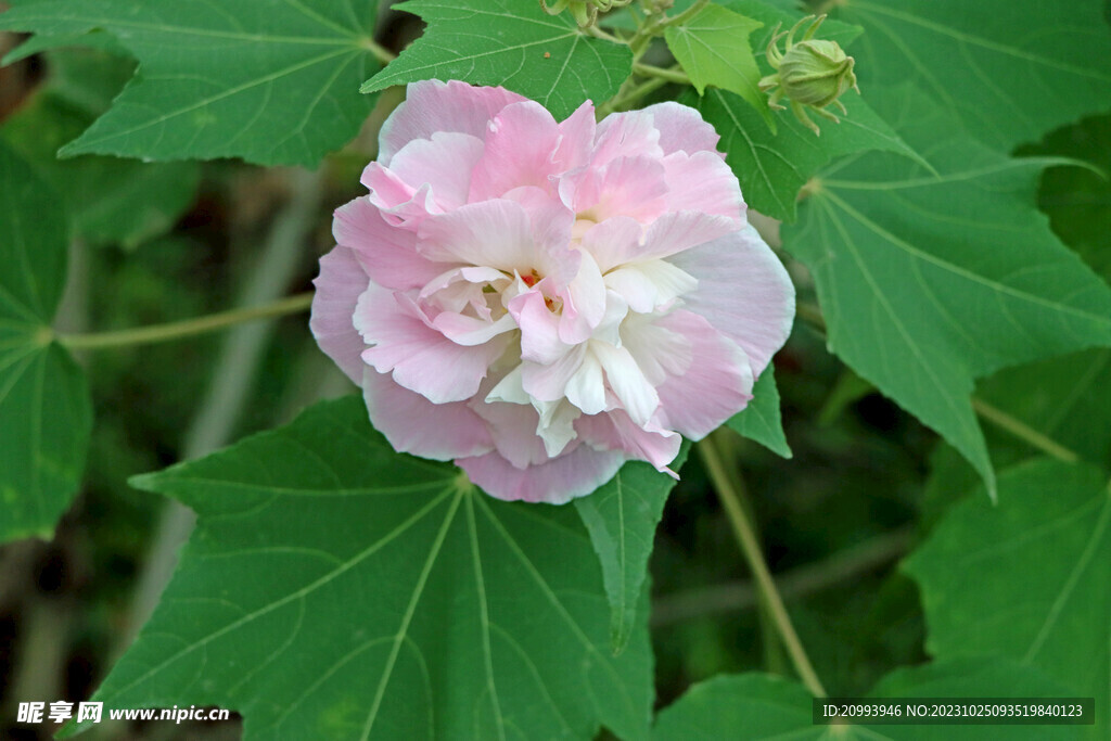 木芙蓉