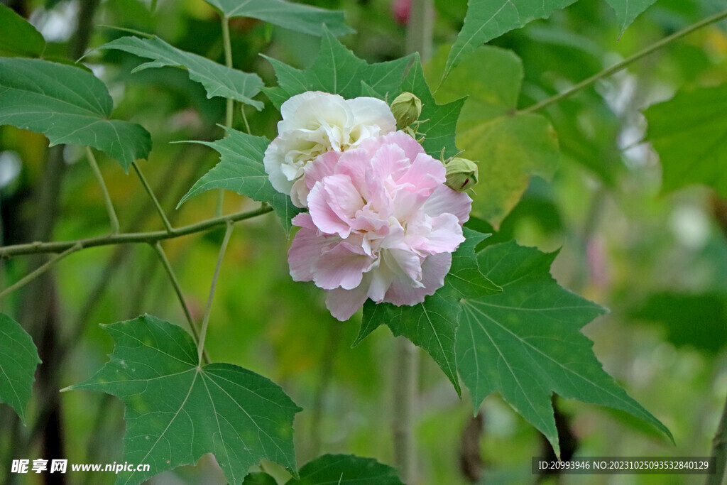 木芙蓉