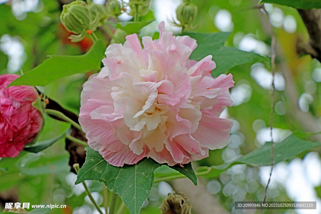 木芙蓉
