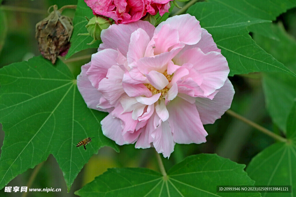 木芙蓉