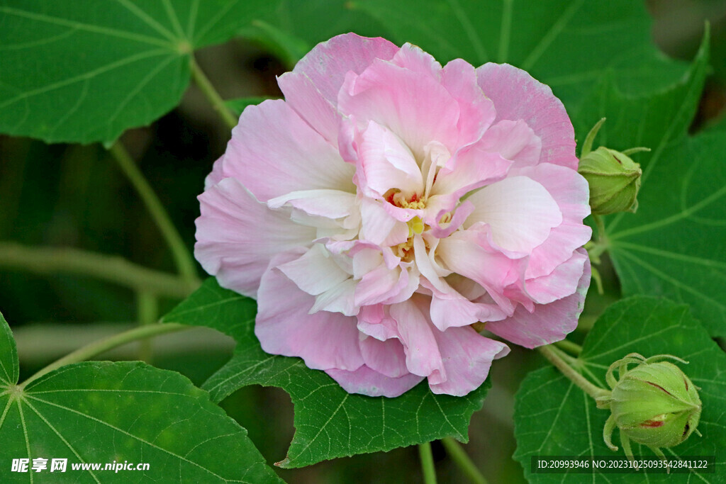 木芙蓉