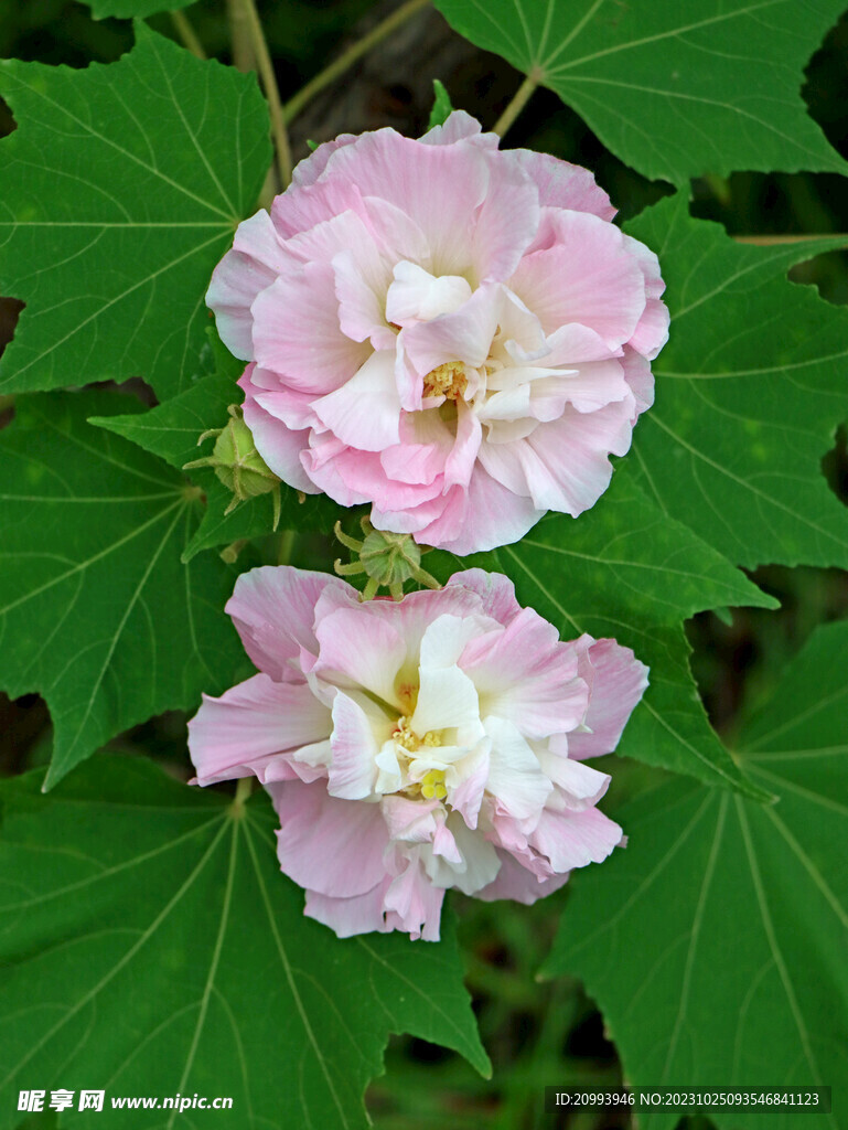 木芙蓉