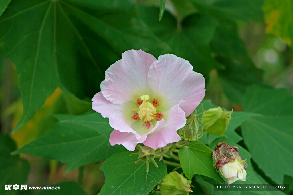 木芙蓉