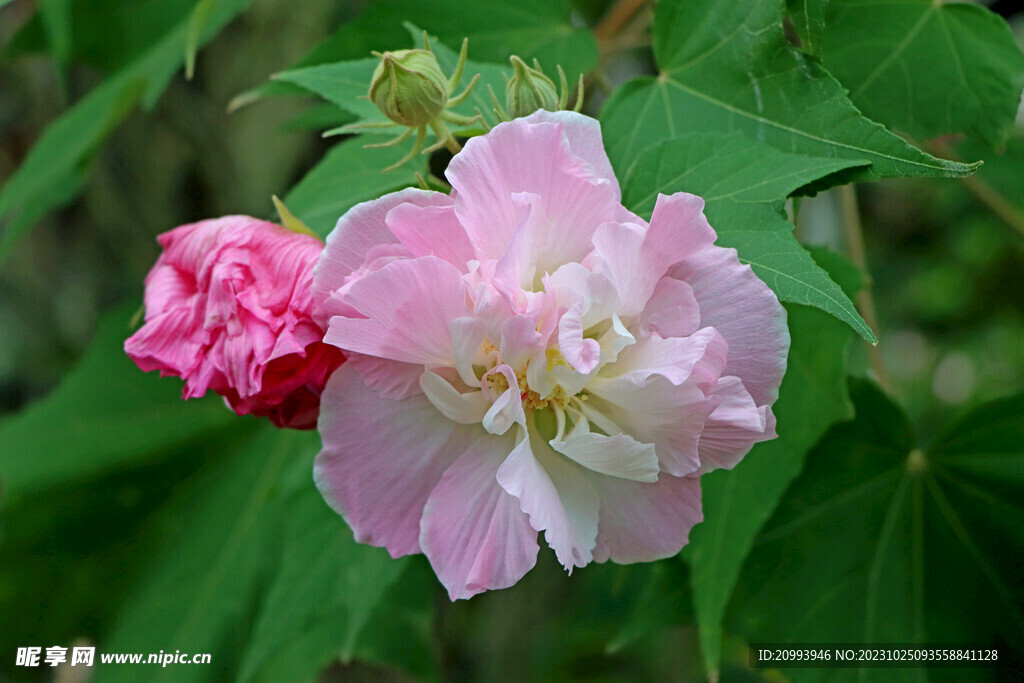 木芙蓉