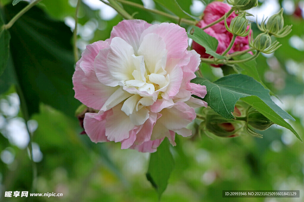 木芙蓉