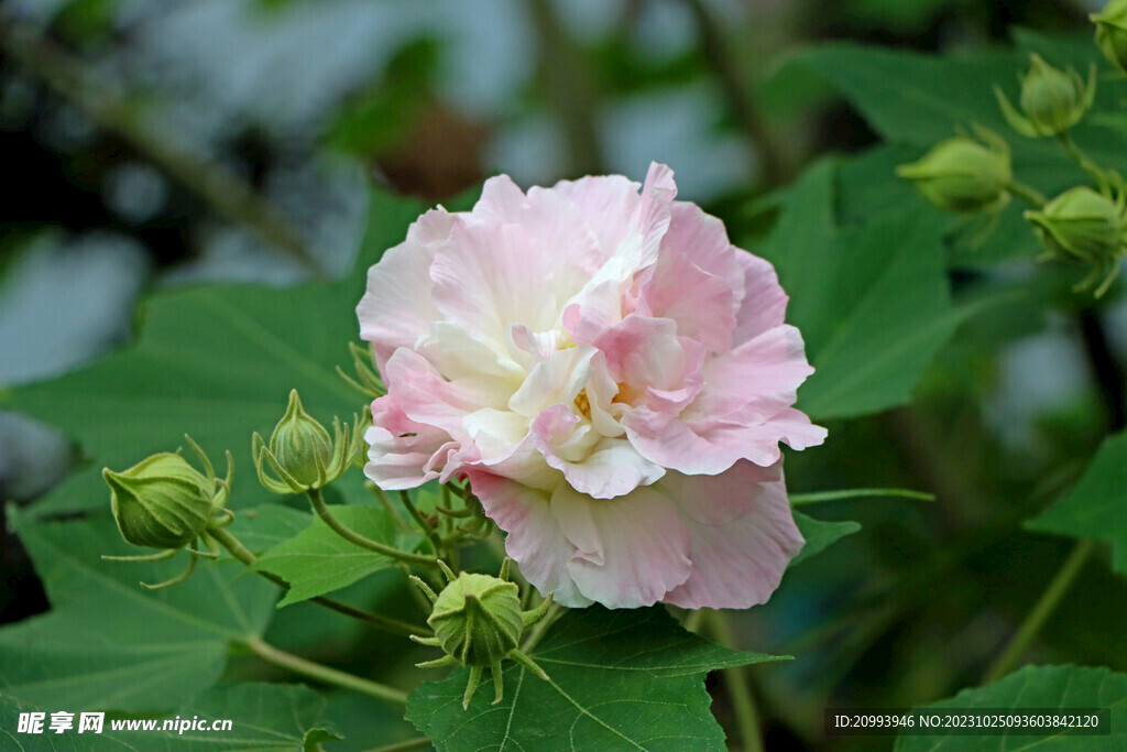 木芙蓉