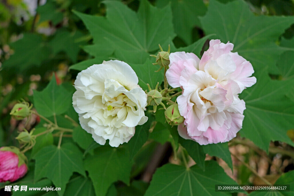 木芙蓉