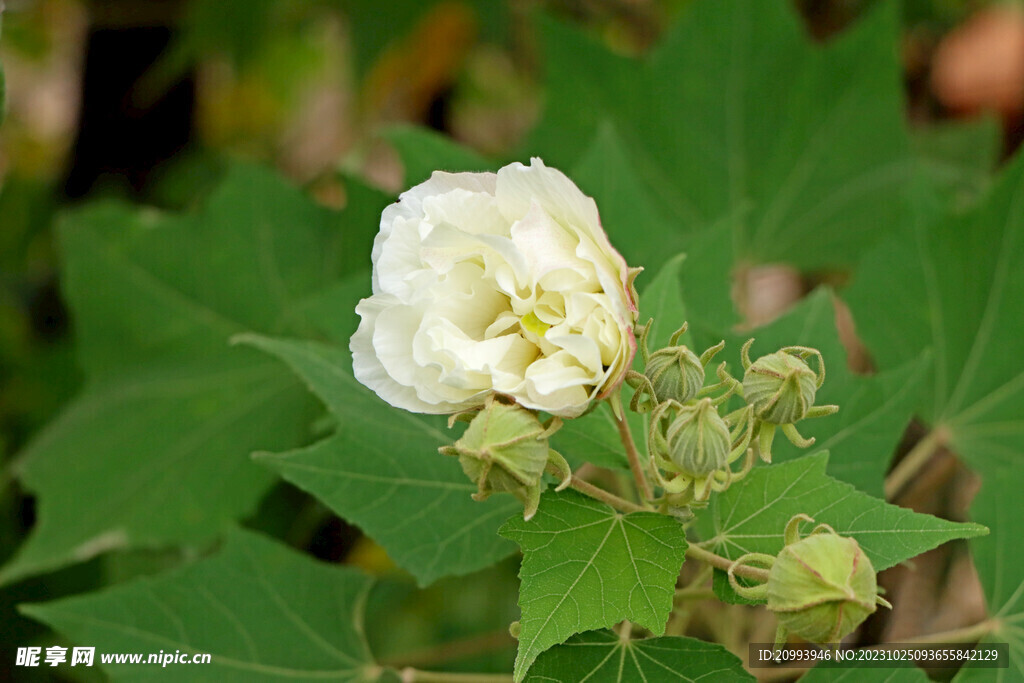 木芙蓉