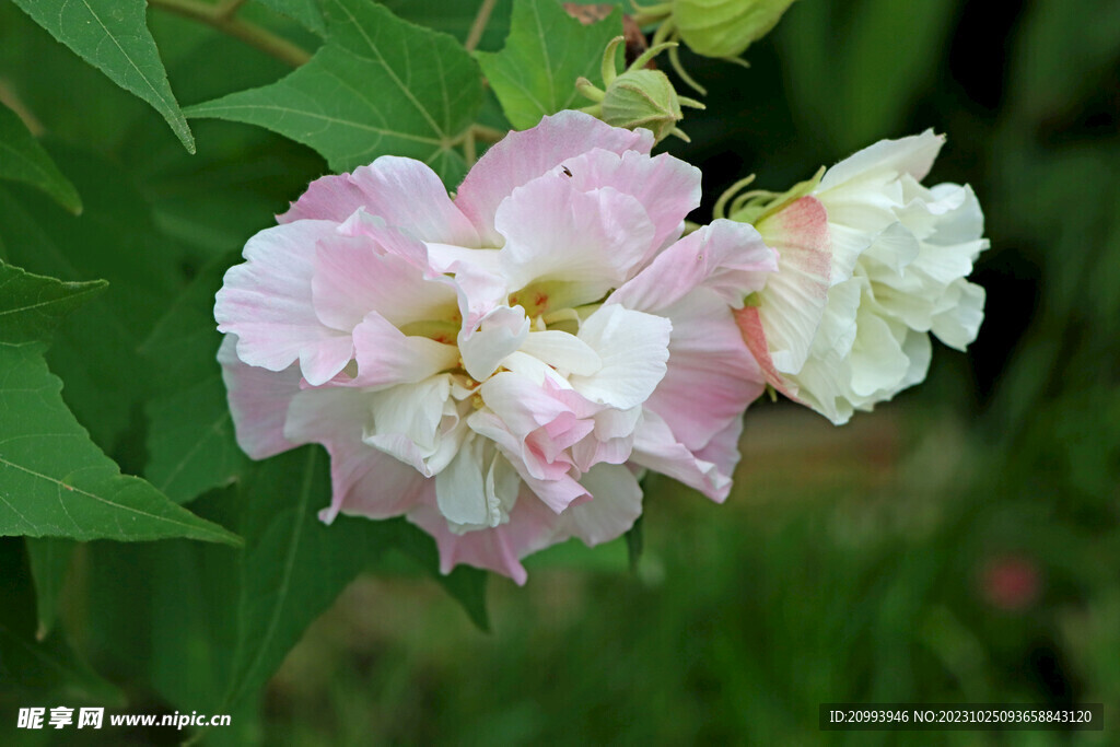 木芙蓉