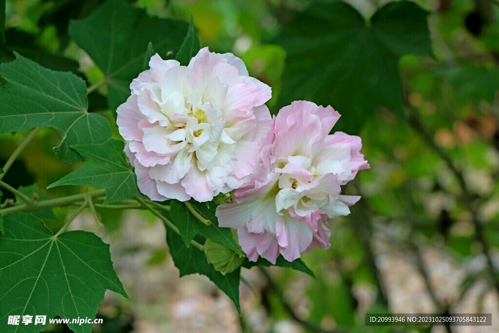 木芙蓉