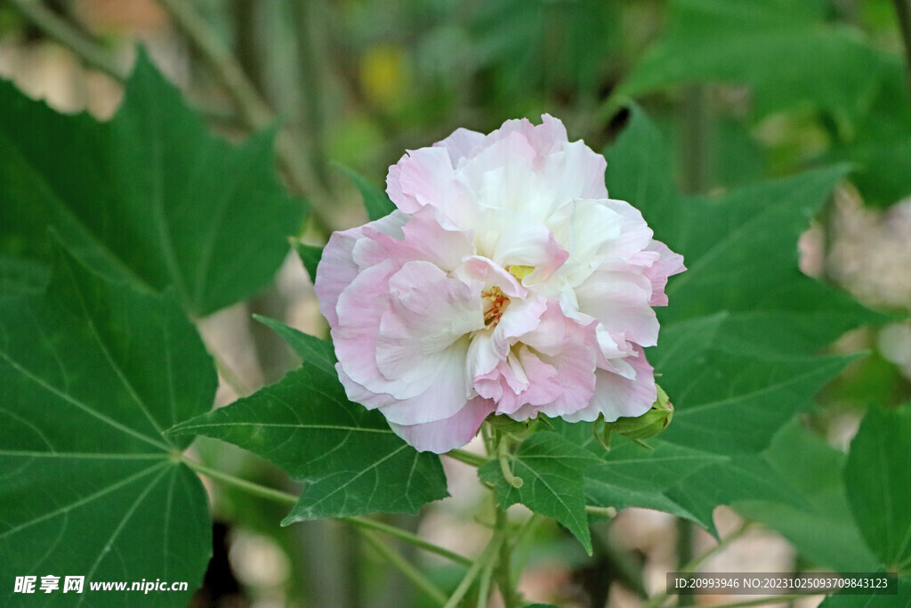 木芙蓉