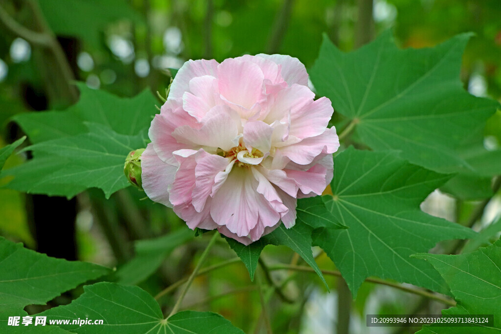 木芙蓉
