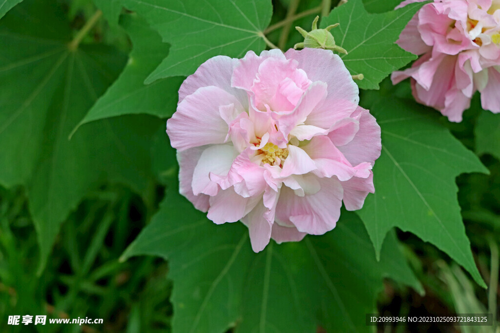 木芙蓉