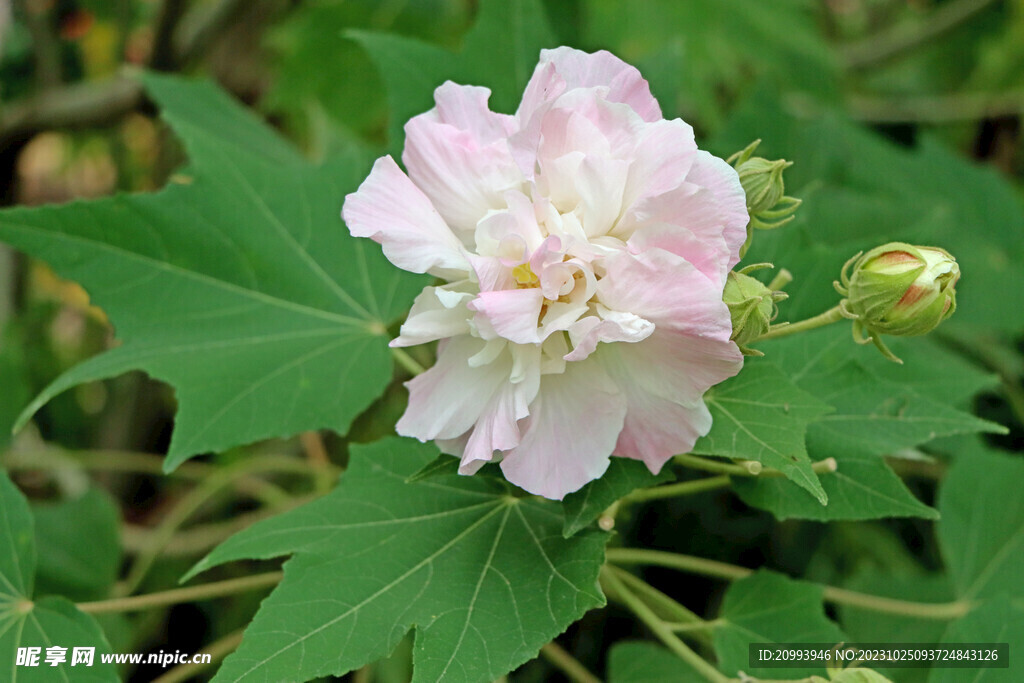 木芙蓉