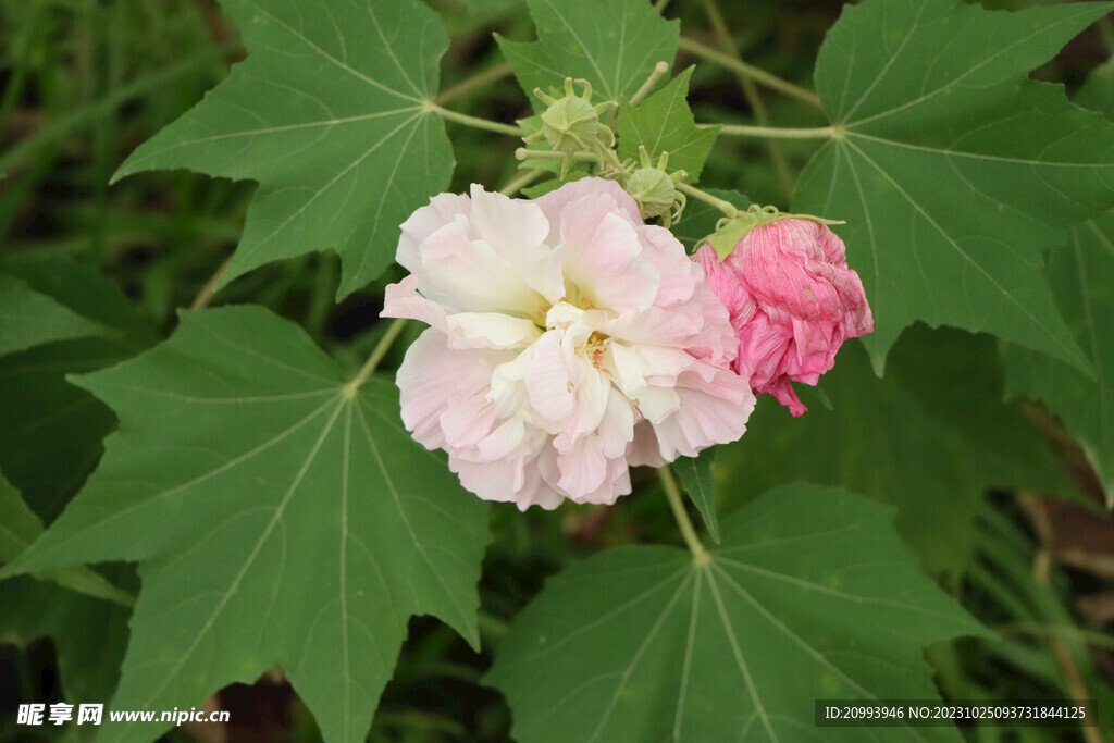 木芙蓉