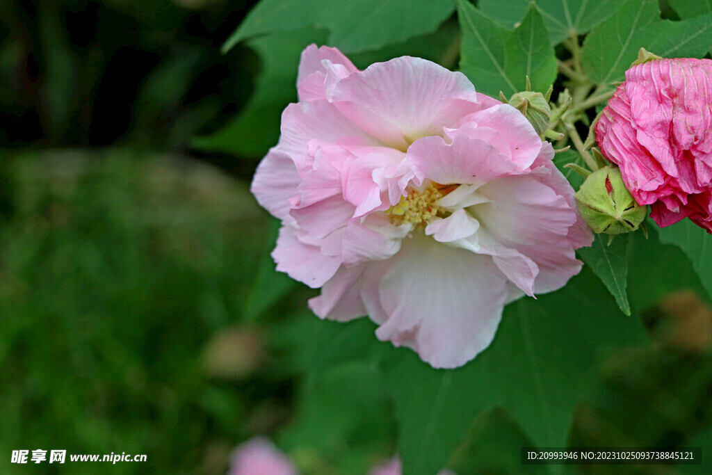 木芙蓉