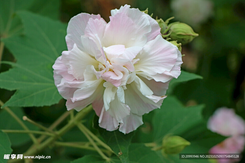 木芙蓉