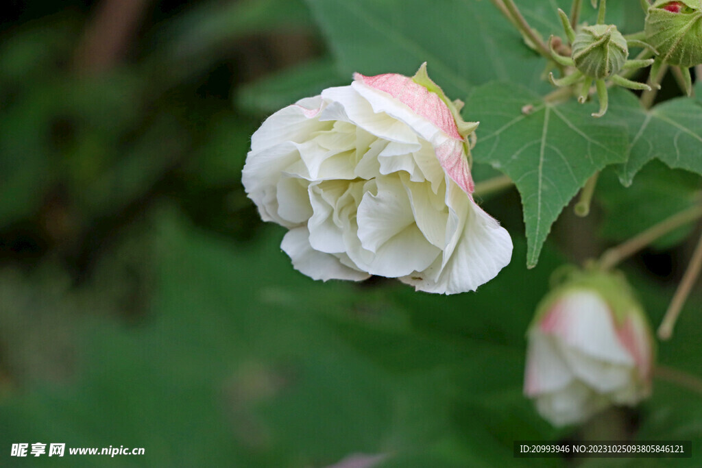 木芙蓉