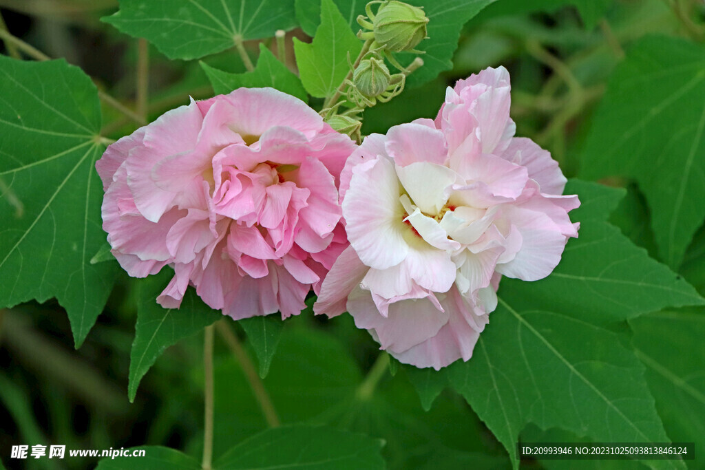 木芙蓉