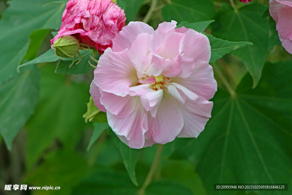 粉色木芙蓉花