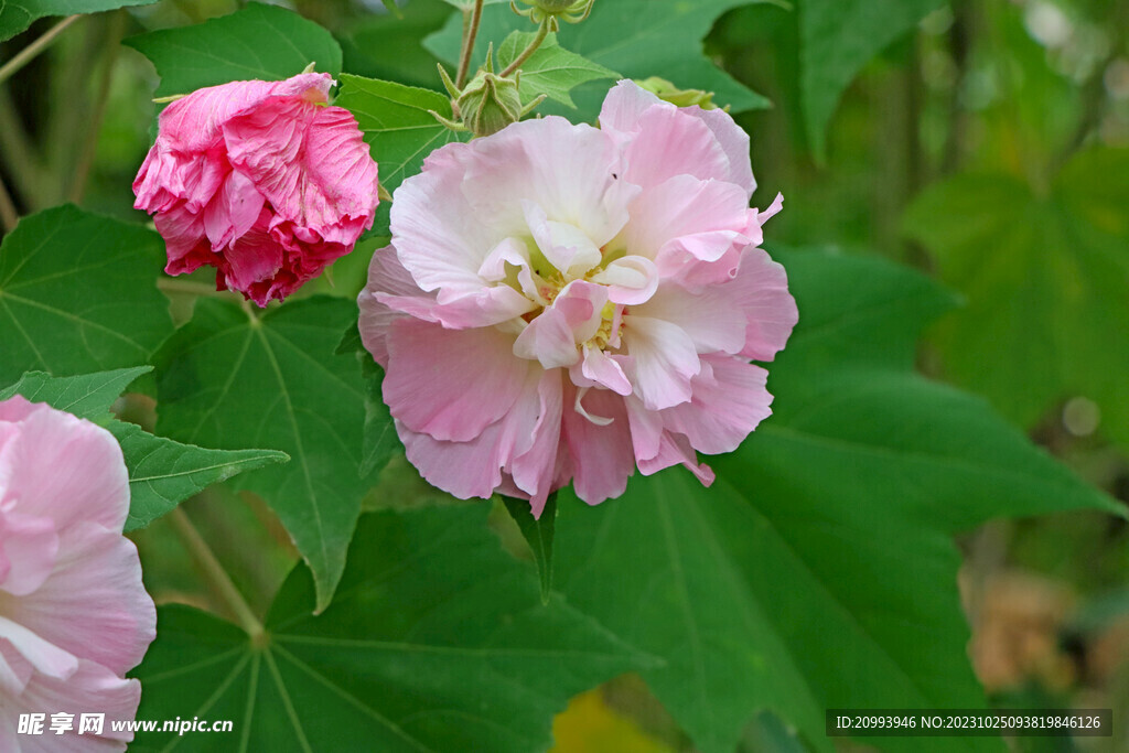 粉色木芙蓉花