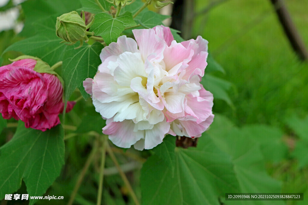 木芙蓉