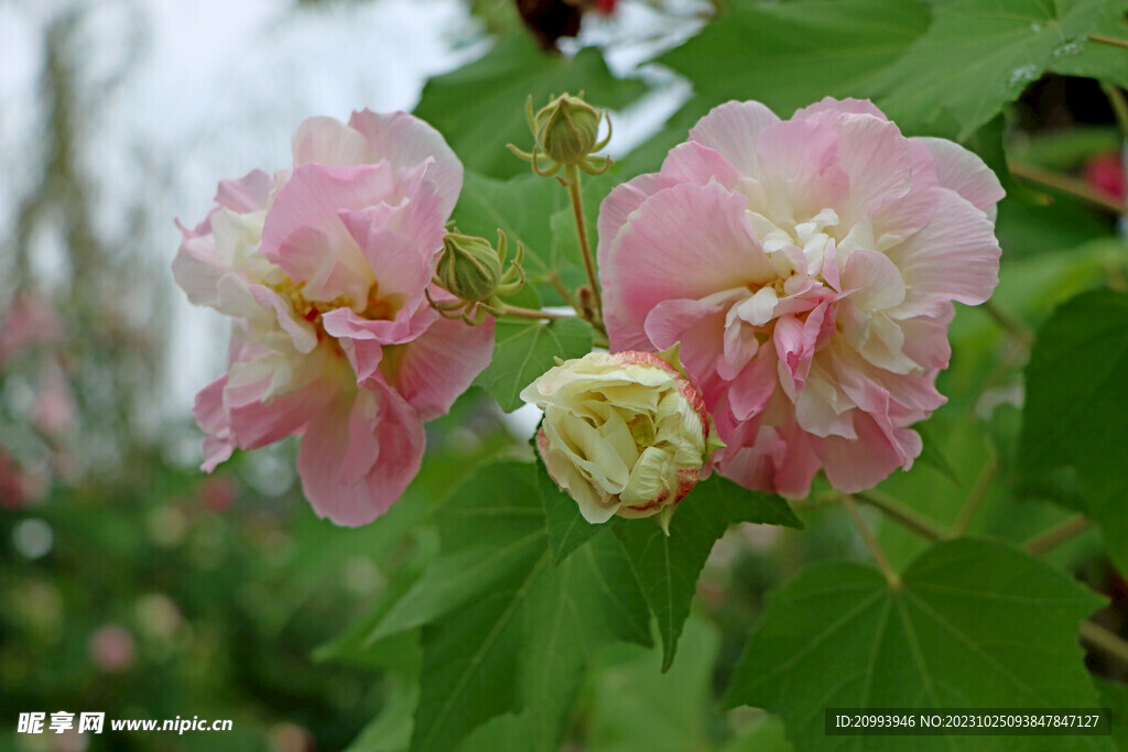 粉色木芙蓉花