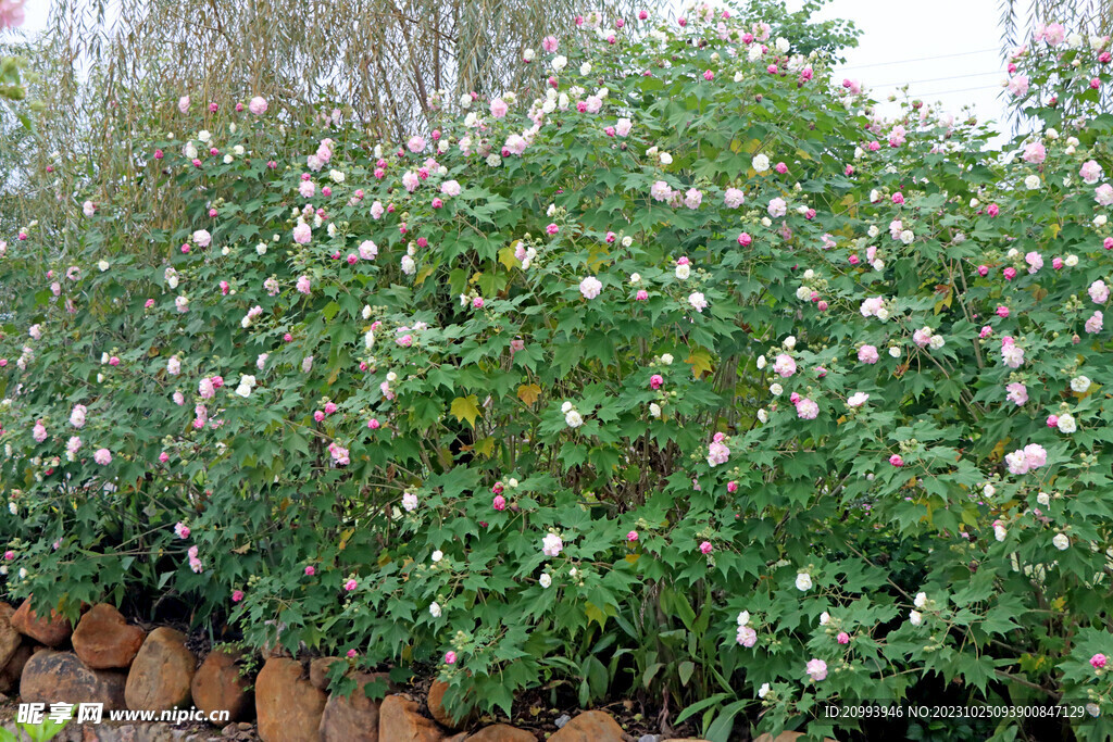 木芙蓉