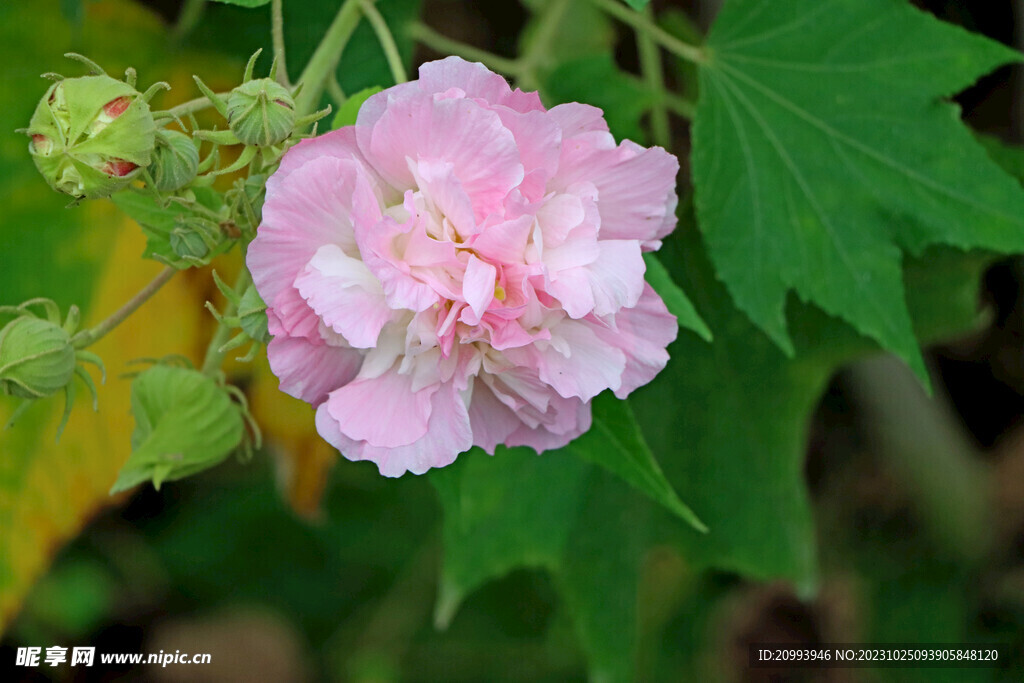 木芙蓉