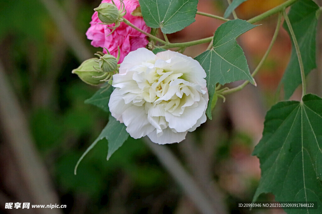 木芙蓉