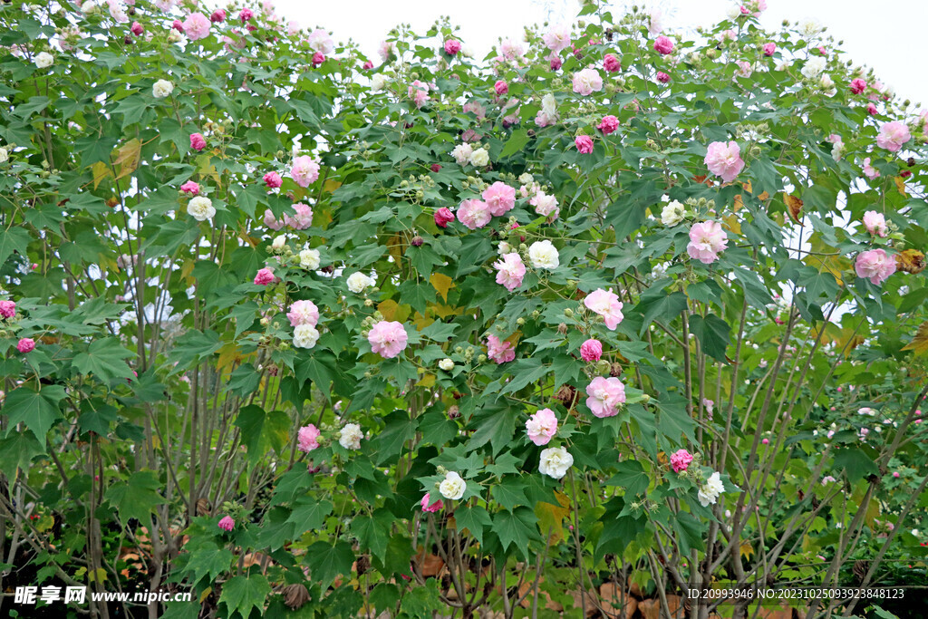 木芙蓉