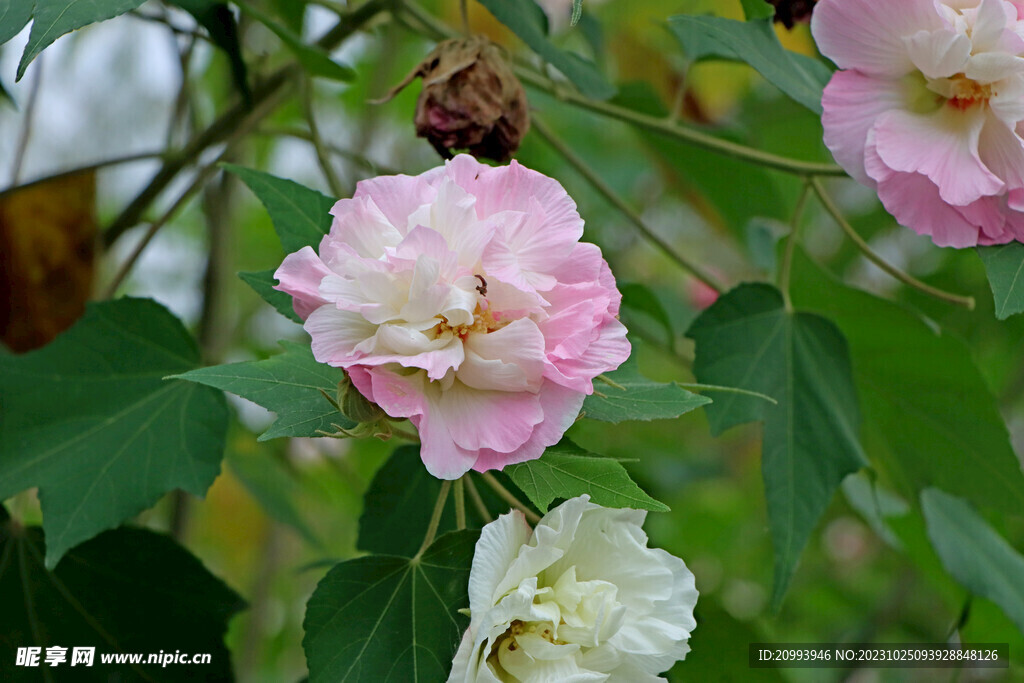 木芙蓉