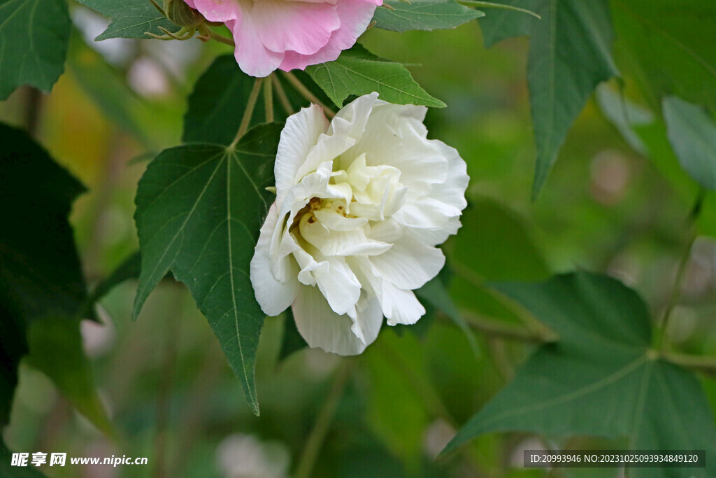 木芙蓉