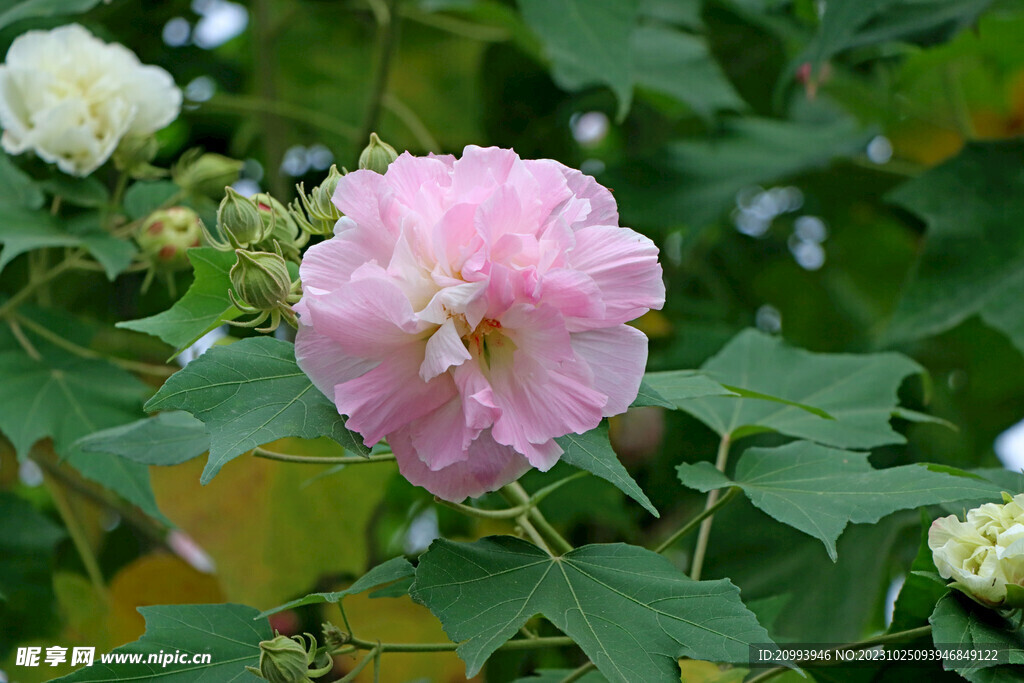 木芙蓉