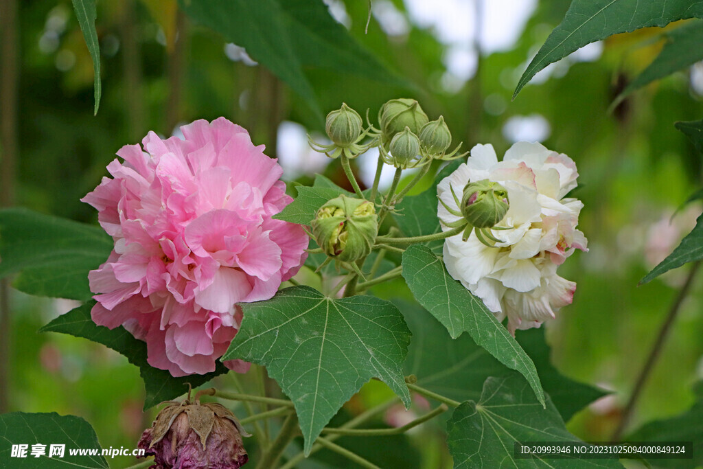 木芙蓉