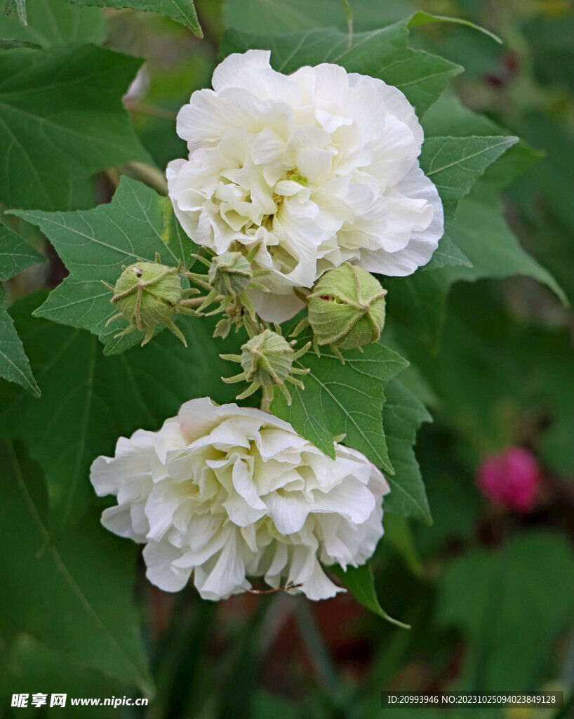 木芙蓉
