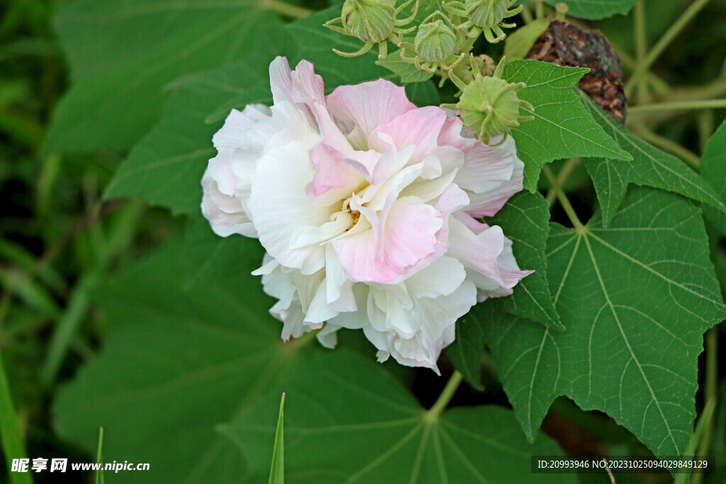 木芙蓉