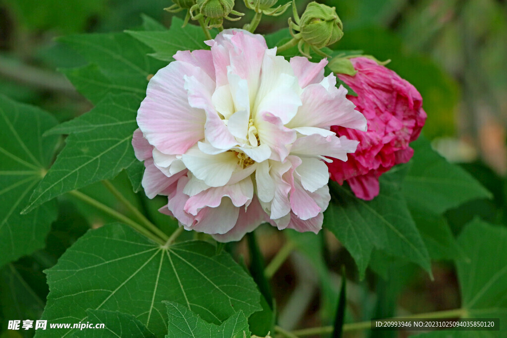 粉色木芙蓉花