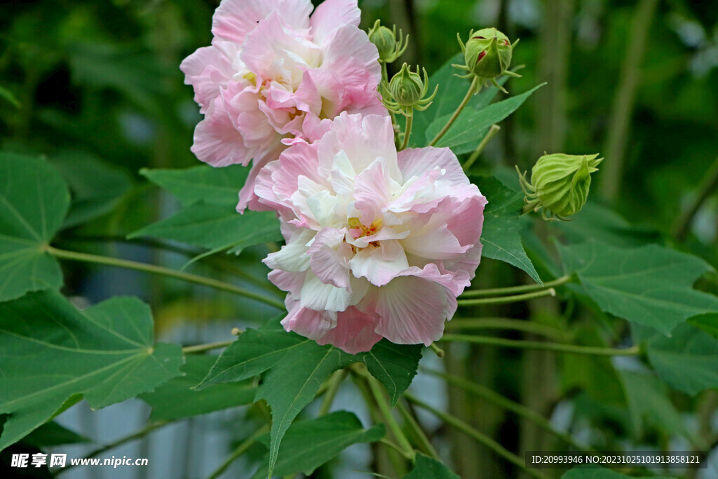 木芙蓉