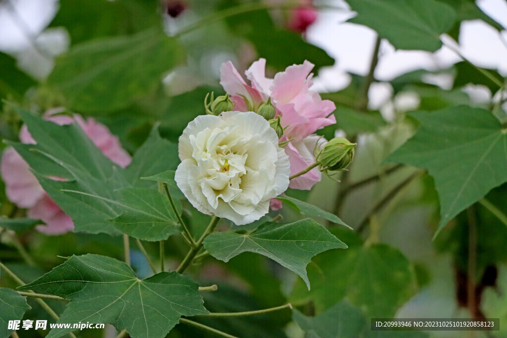 木芙蓉