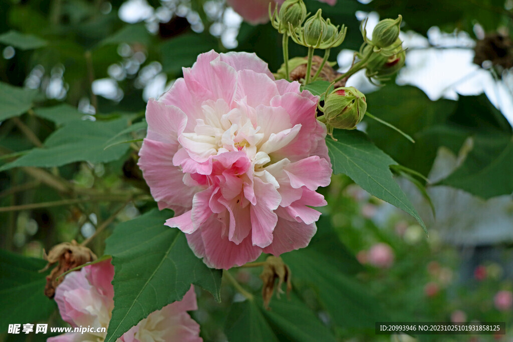 木芙蓉