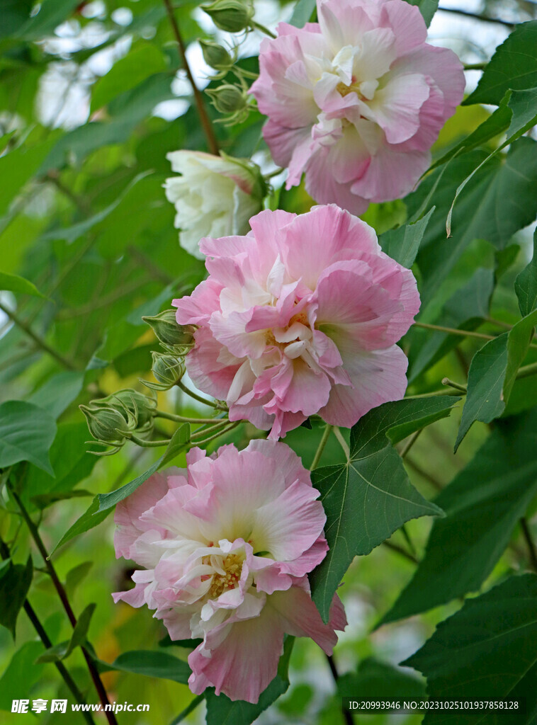 木芙蓉