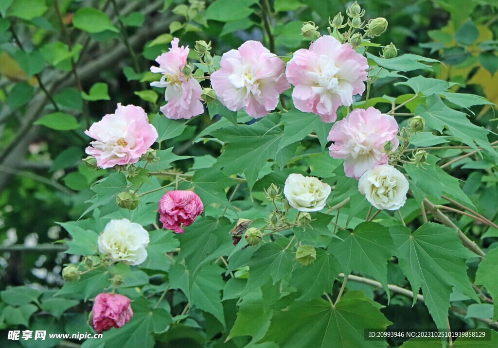 木芙蓉