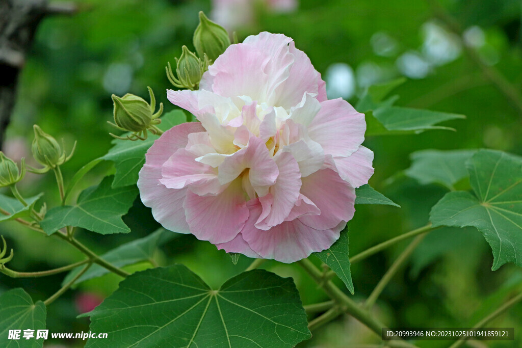 木芙蓉