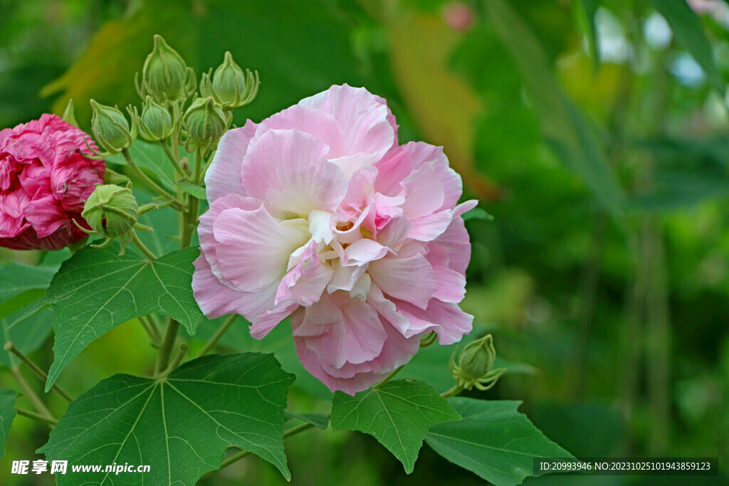 木芙蓉
