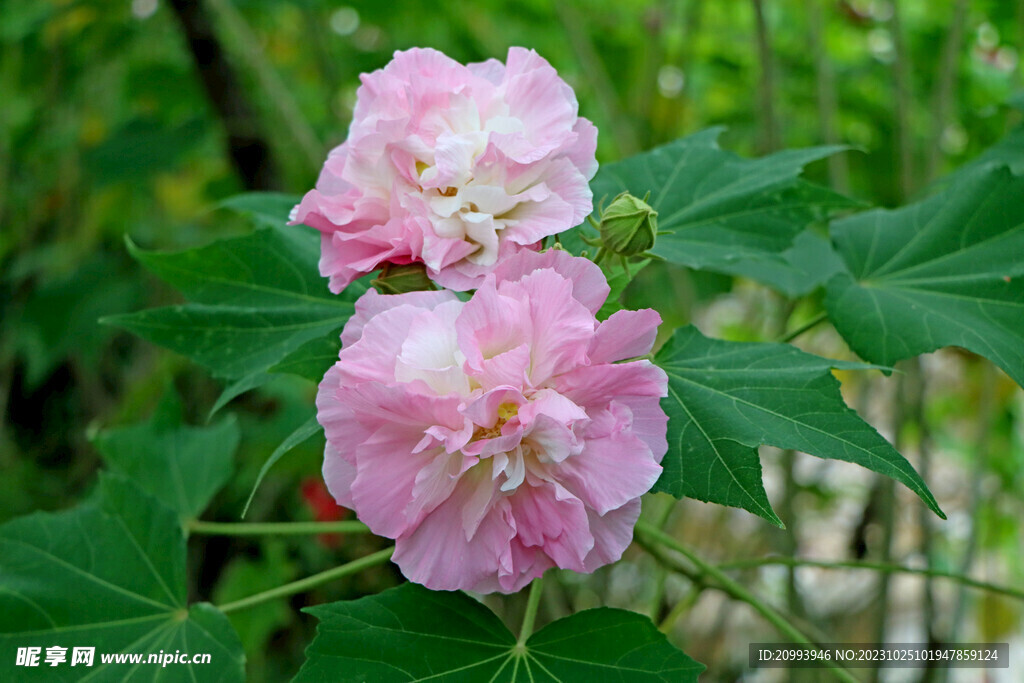 木芙蓉